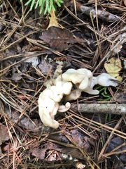 Sebacina sparassoidea