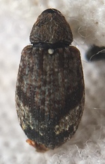 Anthonomus pomorum