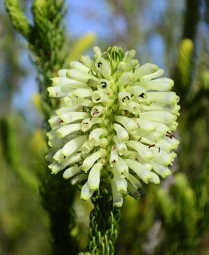 Bottle Green Heath