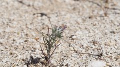 Eriastrum eremicum eremicum