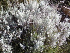 Helichrysum splendidum