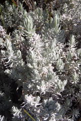 Helichrysum splendidum