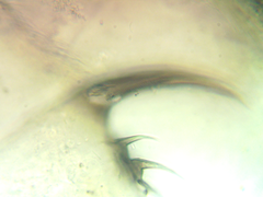 Scapholeberis rammneri