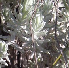 Helichrysum splendidum