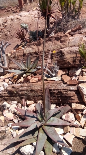 Aloe gneissicola image