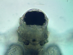 Scapholeberis rammneri