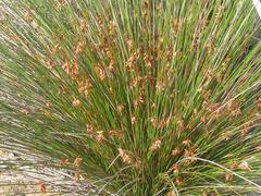 Thamnochortus platypteris