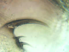 Scapholeberis rammneri