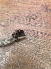 Arachnida
