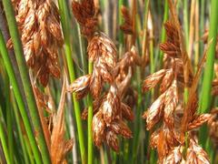 Thamnochortus platypteris