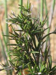 Thamnochortus platypteris