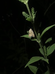 Micrathetis triplex