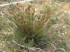 Thamnochortus platypteris