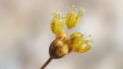 Eriogonum reniforme