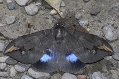 Ischyja ferrifracta