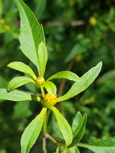 small beggarticks (Bidens discoidea)