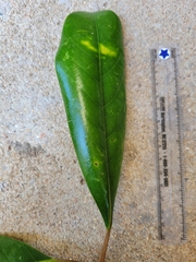 Magnolia grandiflora