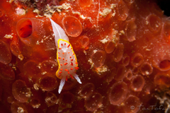 Diaphorodoris papillata