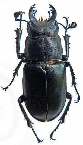 Lucanus ibericus