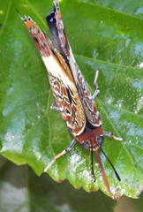 Charaxes brutus natalensis