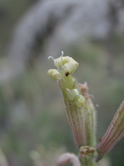 Silene supina