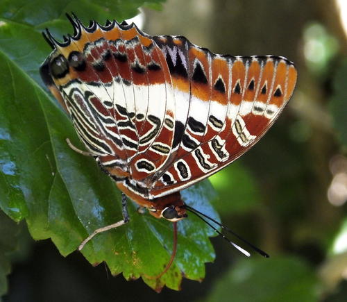 White-barred Emperor