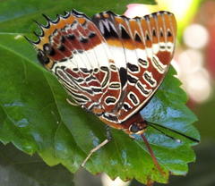 Charaxes brutus natalensis