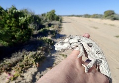 Bradypodion occidentale