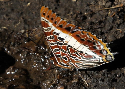 White-barred Emperor