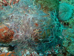 Ophiothrix fragilis