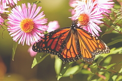 Danaus plexippus