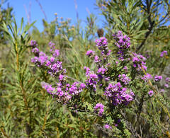 Indigofera hispida