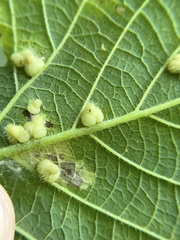 Celticecis pyriformis