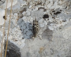 Oedipoda germanica