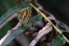 Symbrenthia hypselis