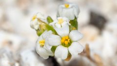 Linanthus maculatus emaculatus