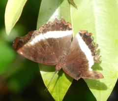 Eurytela hiarbas angustata