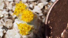 Eriophyllum pringlei