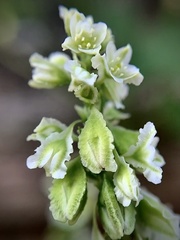 Fallopia scandens