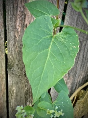 Fallopia scandens