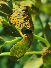 Melampsora helioscopiae