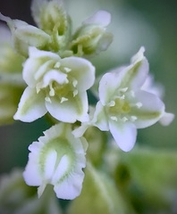 Fallopia scandens