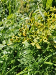 Melampsora helioscopiae