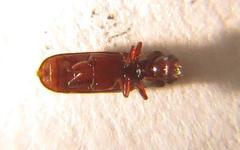 Lyctus
