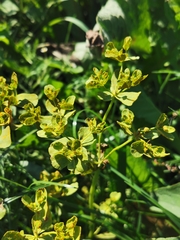 Melampsora helioscopiae