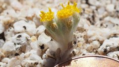Eriophyllum pringlei