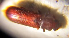 Lyctus