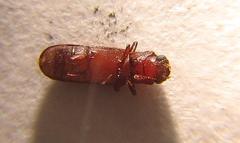 Lyctus