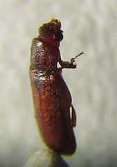 Lyctus