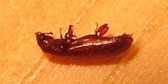 Lyctus